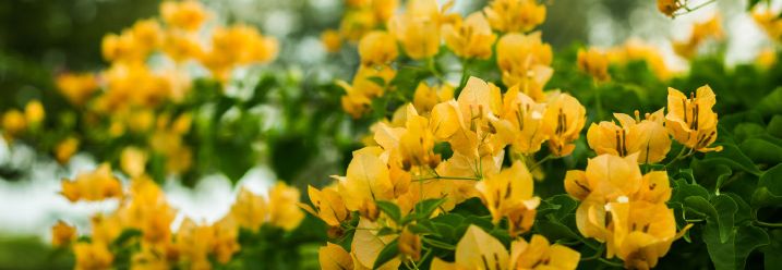 Gelbe Alpenrose