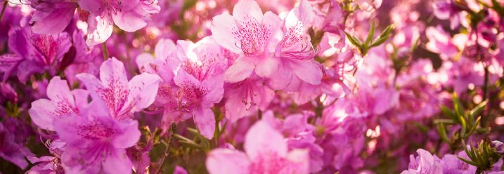 Pinke Alpenrose in voller Blüte