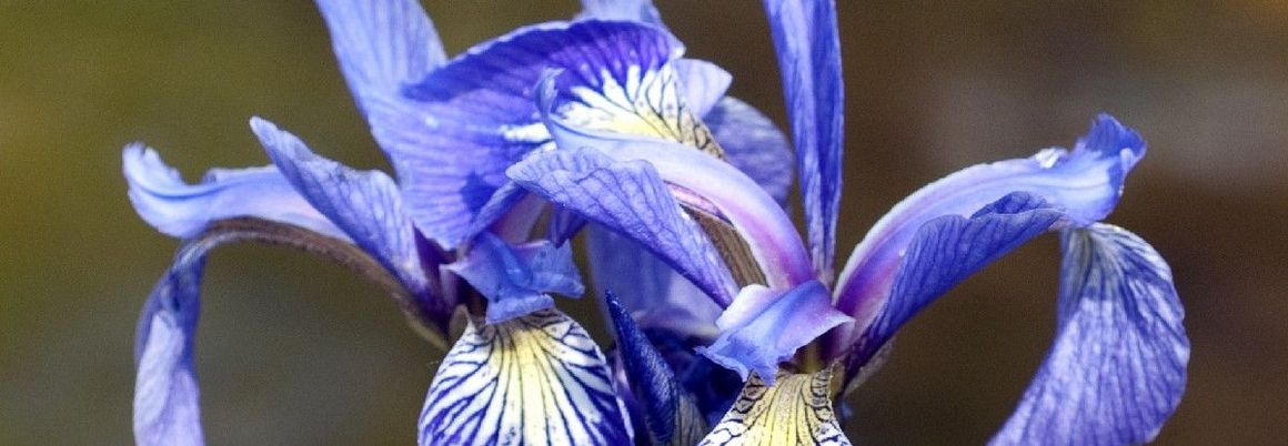 Violette Blüten der Sumpfiris