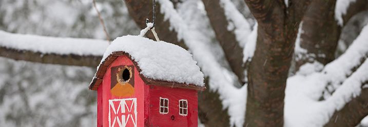 Vogelhaus hängt an einem Baum im Winter