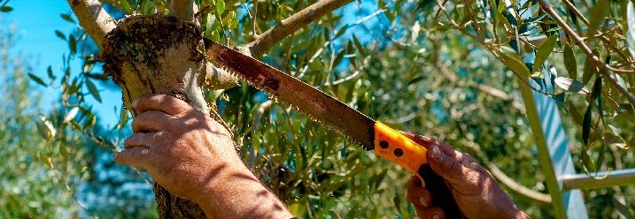 An einem Olivenbaum wird mit einer Säge ein Verjüngungsschnitt durchgeführt.