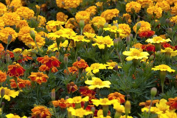 verschieden blühende Blumen in gelb und orange