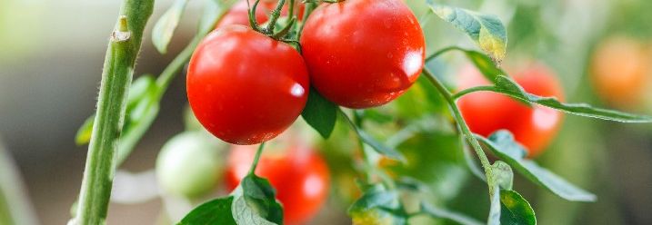 Rote Tomaten an einer Pflanze