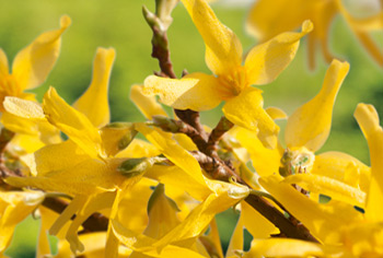 Forsythie Forsythie