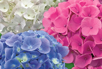Hortensie Hortensie