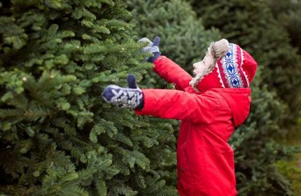 Weihnachtsbaumverkauf ǀ Toom Baumarkt