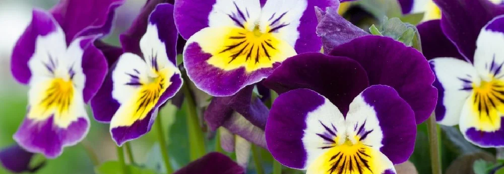 Bunte Stiefmütterchenblüten