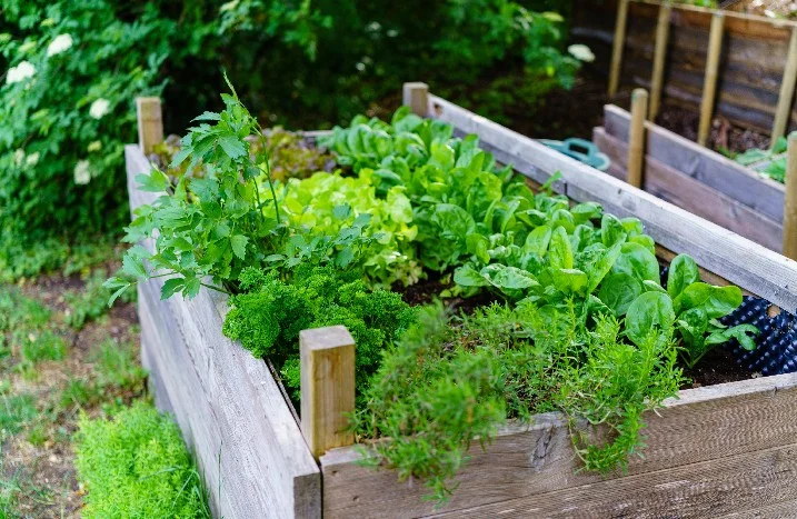 Holzbeet mit Kräutern
