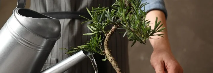 Person gießt Bonsai mit Gießkanne