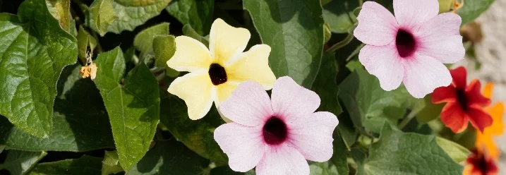 Blüten der Schwarzäugigen Susanne