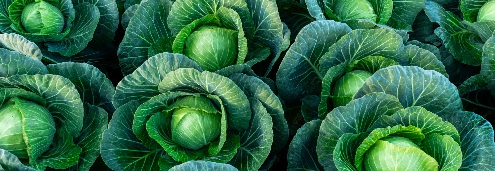 Kohlköpfe auf einem Feld