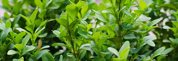 Nahaufnahme von Buchsbaumzweigen