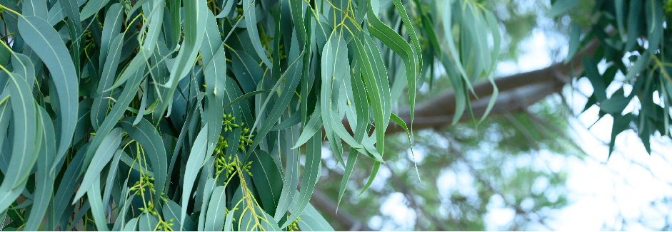 Nahaufnahme von Eukalyptusblättern am Baum.