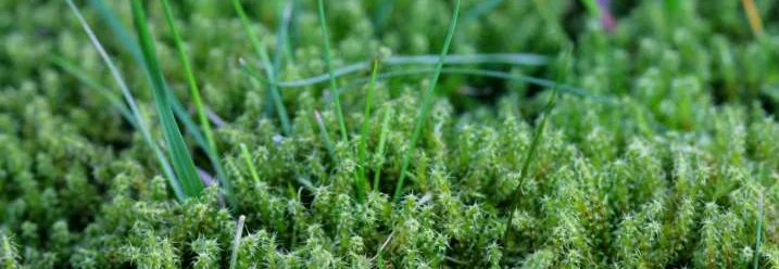 Nahaufnahme von grünem Moos