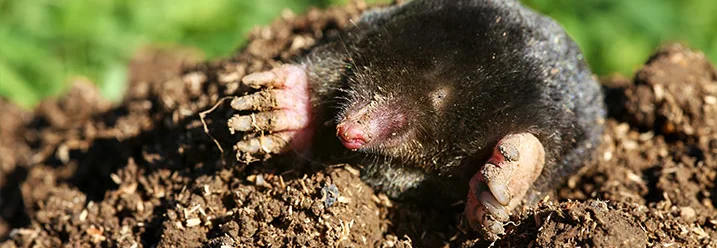Maulwurf im Gartenboden