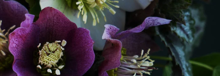 Nahaufnahme von Christrosenblüten