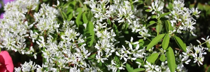 Weiße Blüten des Zauberschnees