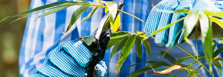 Person schneidet Bambus mit Gartenschere