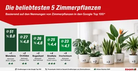 Infografik von toom mit den fünf beliebtesten Zimmerpflanzen 