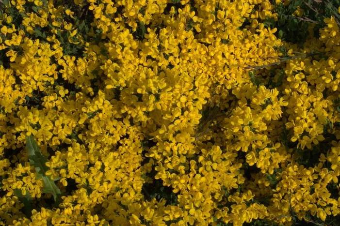 Viele kleine gelbe Blüten