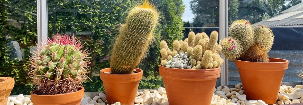 Verschiedene Kakteen in Töpfen