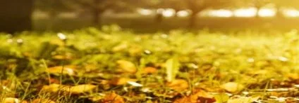 Herbstlaub auf grünem Gras