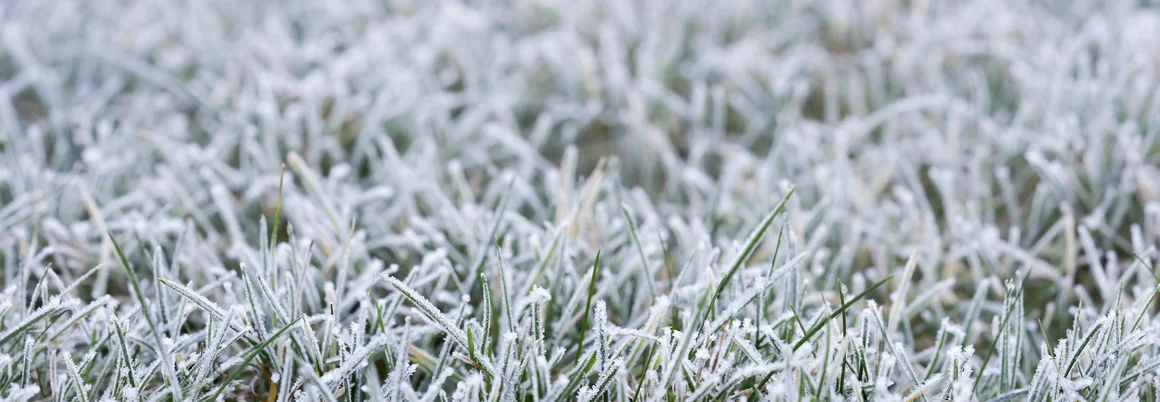 Raureif auf grünem Gras