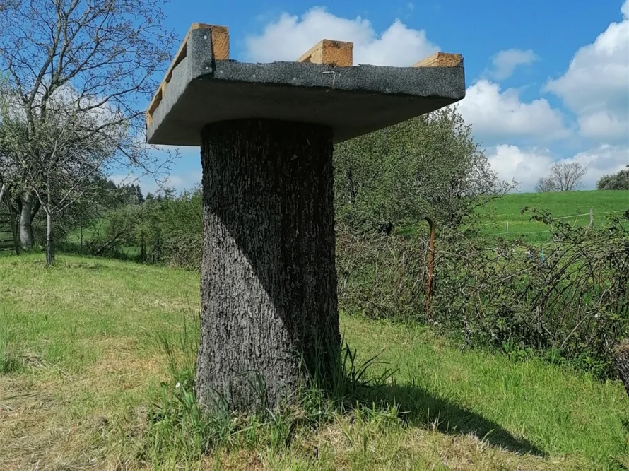 Baumstamm mit Plattform aus Beton