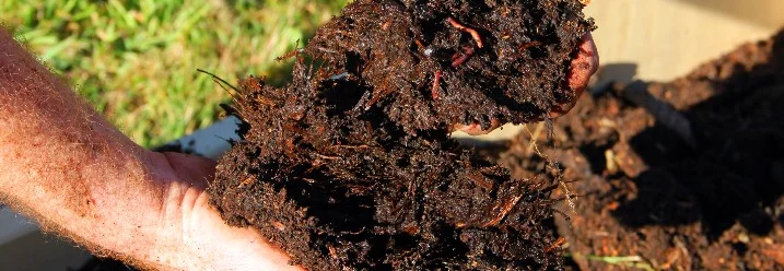 Hände halten Kompost mit Würmern