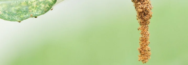 Viele Spinnmilben auf einem Blatt