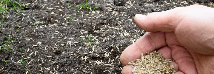 Hand sät Grassamen auf Erde