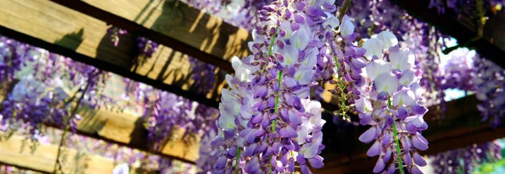 Lila Blüten hängen von einem Holzgerüst.