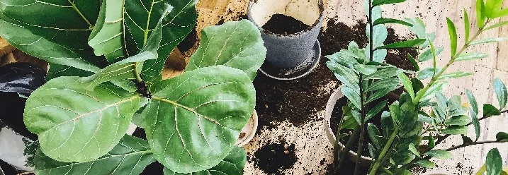 Umtopfen einer Pflanze