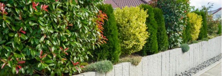 Gartenhecke mit Granitsteinen