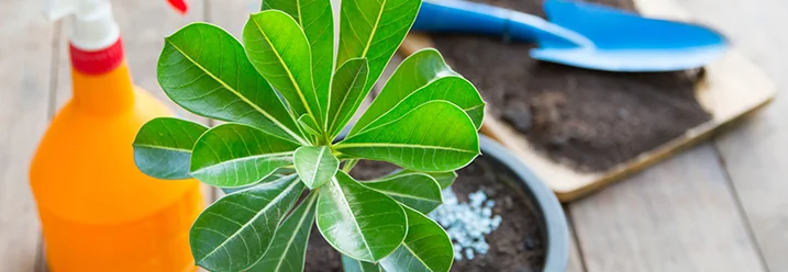 Eine Pflanze in einem Topf mit Gartengeräten.