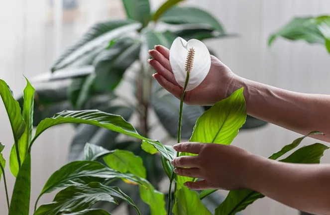 alocasia okinawa silver vs macrorrhiza variegata Alocasia Okinawa Silver | Houseplants