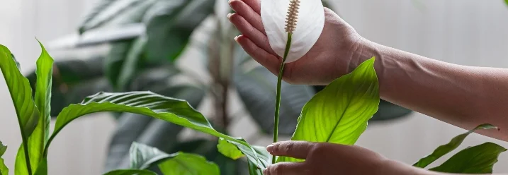 Hände pflegen Einblatt