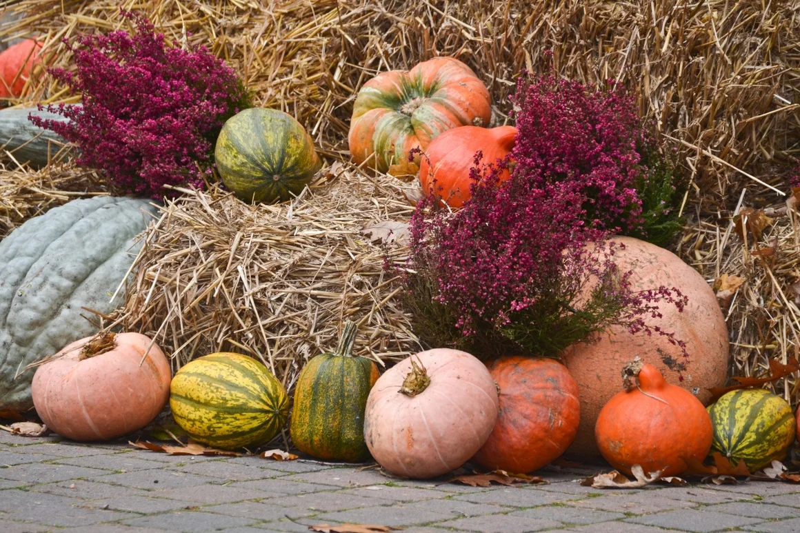 Kürbisse und Heidekraut auf Stroh
