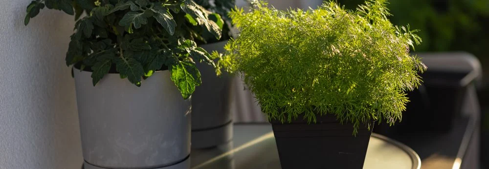 Eine Dillpflanze und eine Tomatenpflanze in Töpfen auf einem Balkon-Tisch.