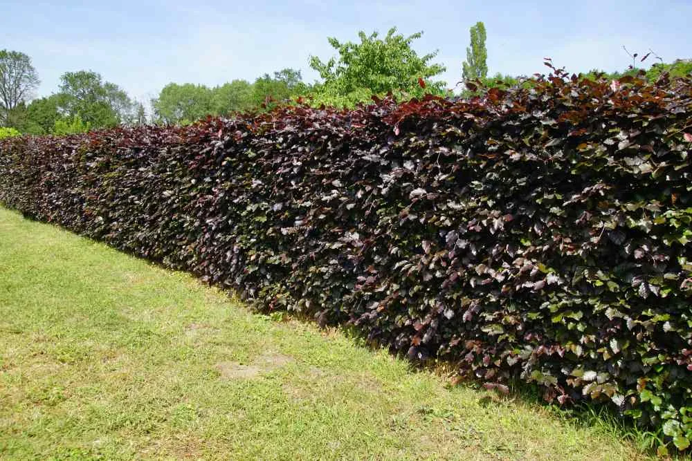 Dicht gewachsene Blutbuchenhecke neben einer Rasenfläche