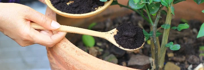 Person düngt Pflanze mit Kaffeesatz
