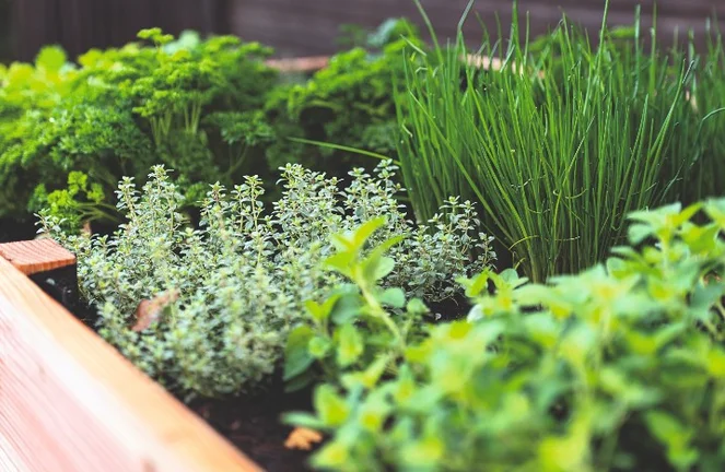Nutzgarten anlegen: Tipps & Tricks