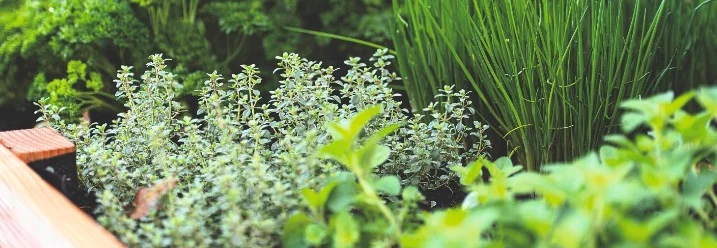 Hochbeet mit frischen Kräutern