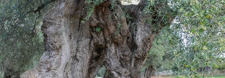 Knorriger Stamm eines alten Olivenbaums