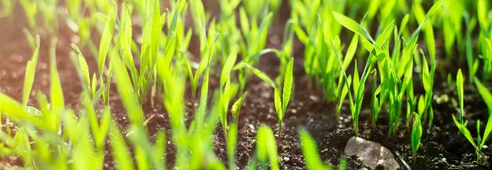 Junge grüne Pflanzen sprießen aus dunkler Erde