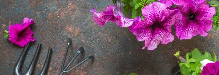 Blumen und Gartengeräte auf einem Tisch