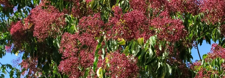 Baum mit roten Blüten