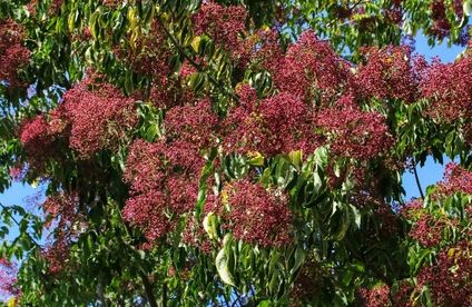 RT Bienenfreundlicher Garten Bienenbaum 20 24 717x467 Bienenbaum