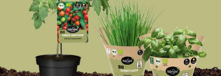 Drei Bio-Pflanzen: Tomate, Schnittlauch, Basilikum