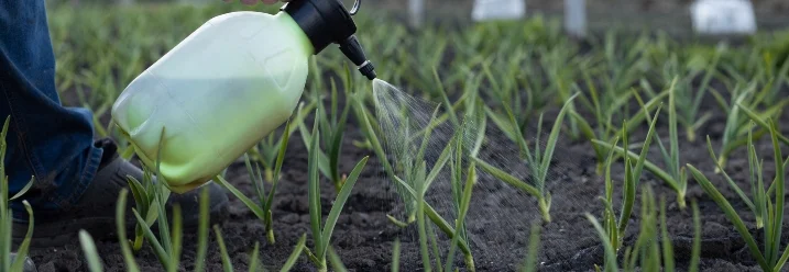 Person düngt Knoblauchpflanzen mit Sprühflasche